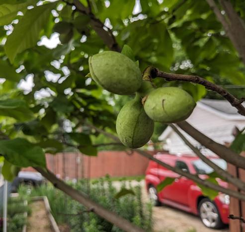 cluster of three paw paws