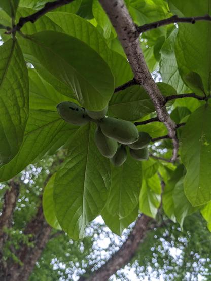 Two clusters of paw paws