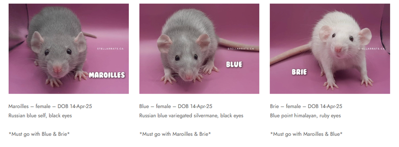 A screenshot of three fancy rats, two blue and one himalayan, all dumbo ears available for adoption