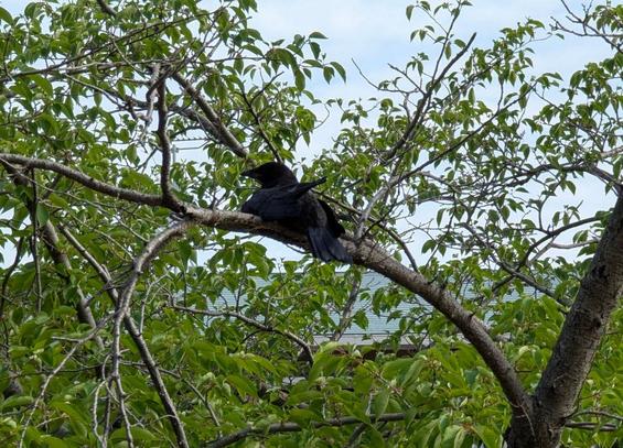 A crow fledgling chilling on a branch.