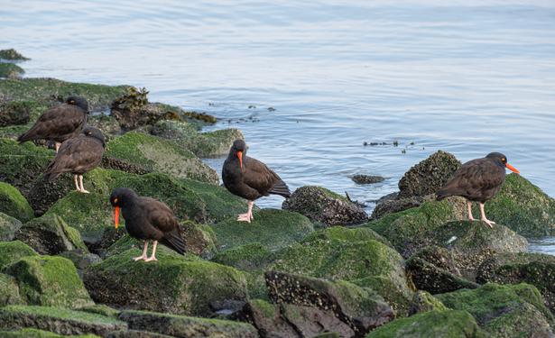 5 Black Oystercatchers on green weed covered rocks.  Medium sized black shorebirds there are two on the left with heads tucked back, their red bills hidden.  The central one has its red bill pointed down towards the camera, one is closer to the mid-lef looking down, and the final of the 5 is to the right hand side - looking towards the water beyond the rocks.
