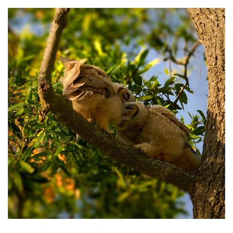 A pair of owls perch on a branch, surrounded by green leaves. One owl appears to be leaning towards the other, creating an intimate scene. The background is softly blurred, highlighting the owls.
