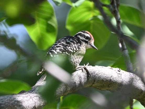 A Nuttall's Woodpecker is looking down at the camera from a walnut tree branch. This male has a red crest, striped black and white face, and checkered black and white back and breast.