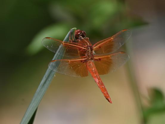 A dragonfly, possibly a Red Skimmer, is perched on the tip of a plant stalk. The dragonfly is bright red with black bars on the leading tips of the wings.