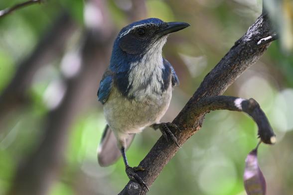 A California Scrub-Jay is perched on a redbud branch looing at the camera. The Corvid is blue gray above, white below, has a black mask and a white eyebrow.