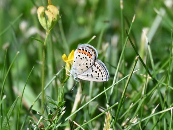 A butterfly, possibly an Acmon Blue, is on a small yellow flower in some green grass. The insect's wings are grey, with black spots over most of the wings and orange spots at the ends of the lower wings.