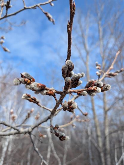 Catkins have grown on the branches of a tree.