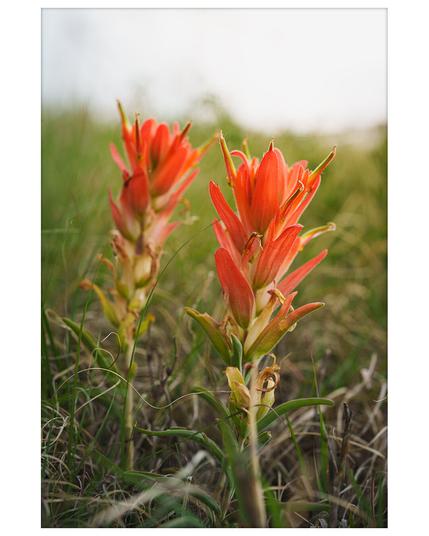 Close-up of two Indian Paintbrush wildflowers with vibrant red-orange petals, growing in a grassy field. The foreground flower is in sharp focus, while the background fades softly into blurred green and white tones.