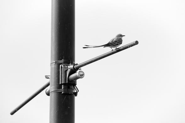 A black and white image of a bird perched on a metal pole. The background is bright and minimalistic, highlighting the bird's features.