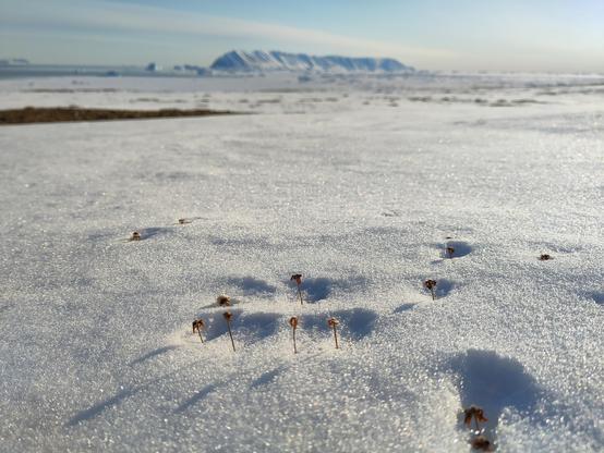 Even the tiniest blade of grass, or in this case old dead flower stalk can make a difference. In this case a combination of wind, albedo and probably emitted LW have created small pits in the snow around, and only around, tiny pieces of last year's vegetation. In the background the island of Qeqertarsuaq with its distinctive elongated steeply sloping spine of hills, dusted with snow, lazes away under a blue sky amongst icebergs trapped in the fast ice.