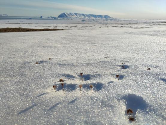 In the Arctic snow, even the tiniest blade of grass, or in this case old dead flower stalk, can make a difference. Here a combination of wind, albedo and probably emitted LW have created small pits in the snow around, and only around, tiny pieces of last year's vegetation. In the background the island of Qeqertarsuaq in Inglefield Bredning with its distinctive elongated steeply sloping spine of hills, dusted with snow, lazes away under a blue sky amongst icebergs trapped in the fast ice.
