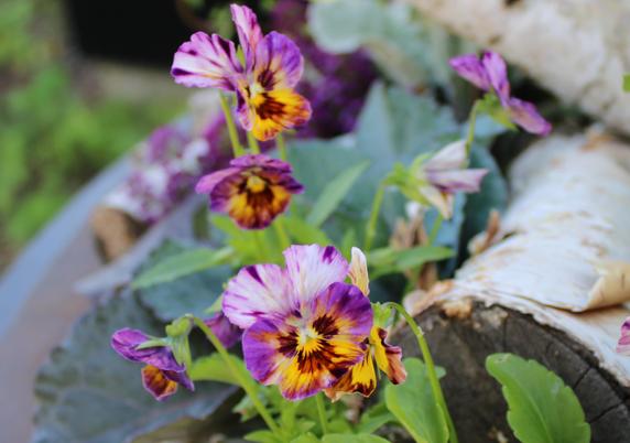 Mix of lavender, maroon, yellow and white pansies in a large garden container with other plants and small birch logs blurred in the background.