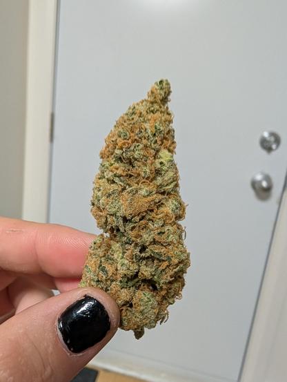 a very large weed nug held up to the camera