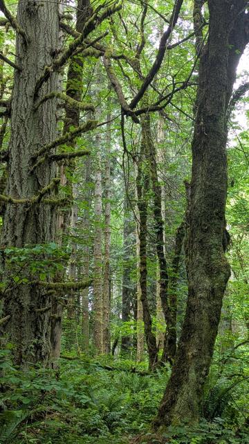 Lush green forest with moss on all the trees.