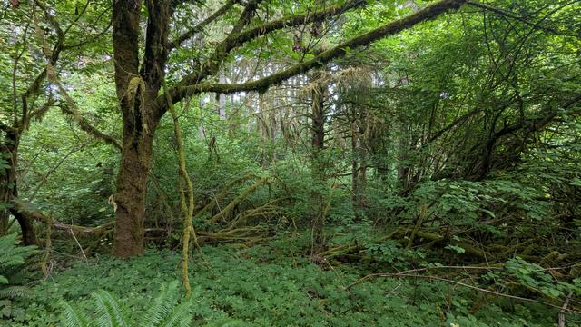 Lush green forest with moss on all the trees.