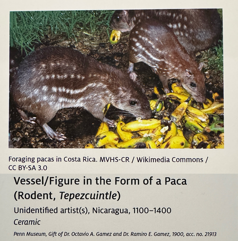 photo of gallery labels: photo of real-life pacas and object info text: “Foraging pacas in Costa Rica. MVHS-CR / Wikimedia Commons / CC BY-SA 3.0 Vessel/Figure in the Form of a Paca (Rodent, Tepezcuintle) Unidentified artists), Nicaragua, 1100-1400 Ceramic Penn Museum, Gift of Dr. Octavio A. Gamez and Dr. Ramiro E. Gamez, 1900, acc. no. 21913”