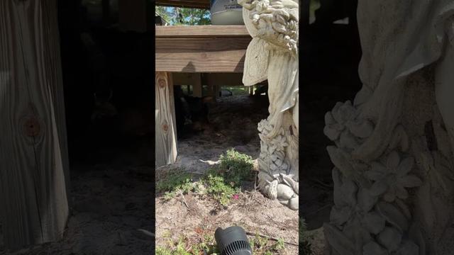 You Might Be a Doberman If… 😂 | Porch Dirt Ball Guardian Edition
