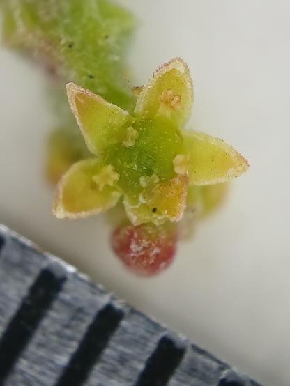Tiny, greenish-yellow flower with five triangular tepals.