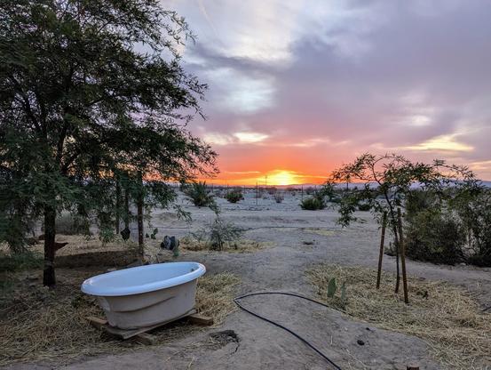 The sun sets, brilliantly casting gold and orange through wispy gathering clouds over a sparse desert landscape. The midground is creosote and a handful of immature date palms only about four feet high, the foreground, though, is a pathway between a mature (left) and immature (right) mesquite tree. A tub sits in a basin at the root of the mature mesquite. Lots of nopales and other plants are visible, mulched with straw.