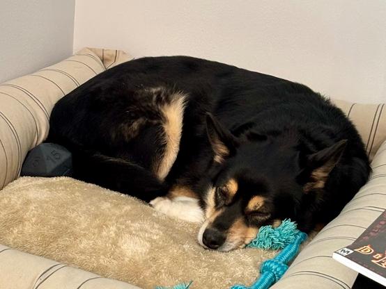 A black, tan, and white dog curled up and sleeping on a dog bed Next to her head is her favorite tug-of-war rope and a 20-sided die chew toy is next to her butt.