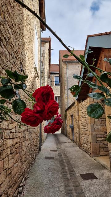 Une rue étroite et rectiligne de la Bastide de Villeneuve d'Aveyron avec au premier plan une branche de rosier rouge qui se penche et traverse une part de la rue 0