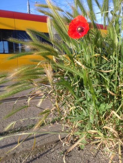 Single, red, poppy flower nested in green grass with ears, in the background, obscured by grass, yellow-red Warsaw tram.