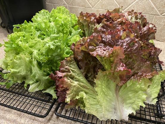 On a kitchen counter, sitting on top of cooling racks to facilitate drainage and drying, are two arranged piles of lettuce. On the right is a red lettuce known as Red Sails; on the left is a green variety called Grand Rapids.