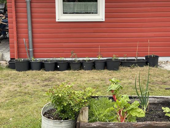 This image shows a backyard gardening setup against a red wooden house. In the foreground, there's a wooden raised garden bed containing leafy green vegetables, including what appears to be Swiss chard with distinctive red stems and large green leaves, along with other greens and possibly an aloe or similar succulent plant. To the left is a white galvanized metal planter with a bushy green plant. In the background, a long row of black plastic pots lines the base of the red house wall, each containing small plants or seedlings with wooden stakes for support. The scene is set on a lawn area with some paved surfaces visible.