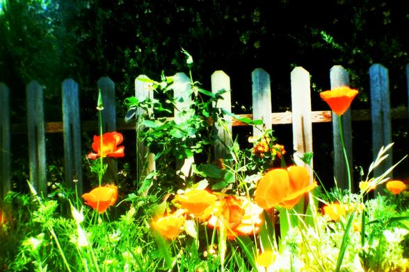 California Poppies and fence; scanned with Wolverine Saturn