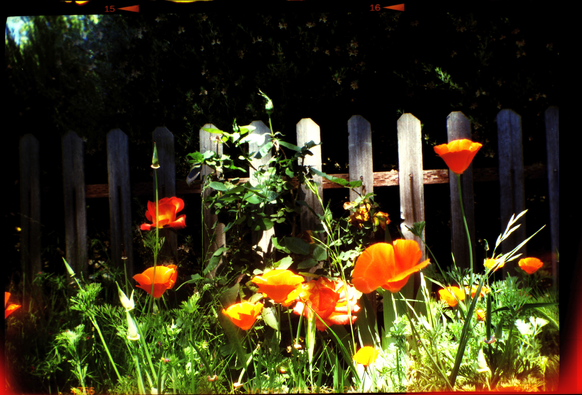 same picture, scanned with Epson