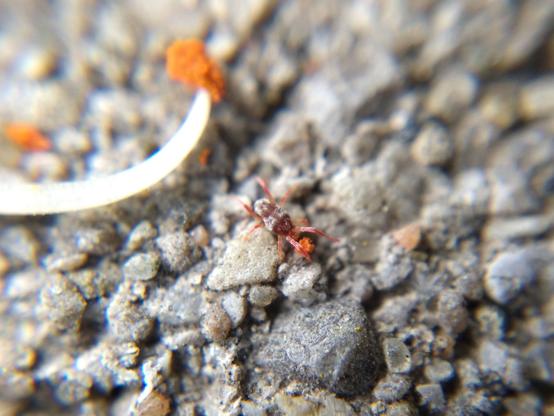 A dark red mite with long legs and a short white velvety coat, just in the middle of feeding on a clump of bright orange-red pollen on a paving-stone. It's dwarfed by the long curved white stamen of a horse-chestnut flower, topped with a very large mass of pollen.