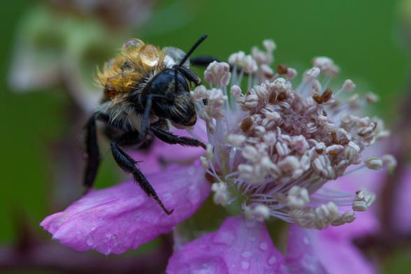 A bee on a purple flower with dew drops on its wings.