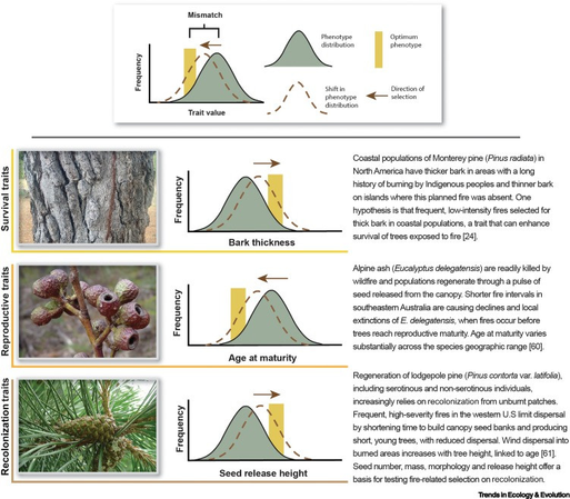 Trait–fire mismatching. Illustrative examples of mismatch are shown where anthropogenic shifts in fire patterns have plausibly reduced plant fitness.
