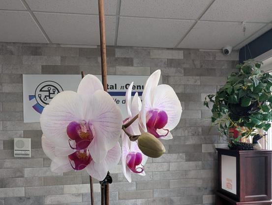 An orchid with four open blooms at an office's front desk. The blooms have a pink centre and white petals. One additional flower has not opened yet.