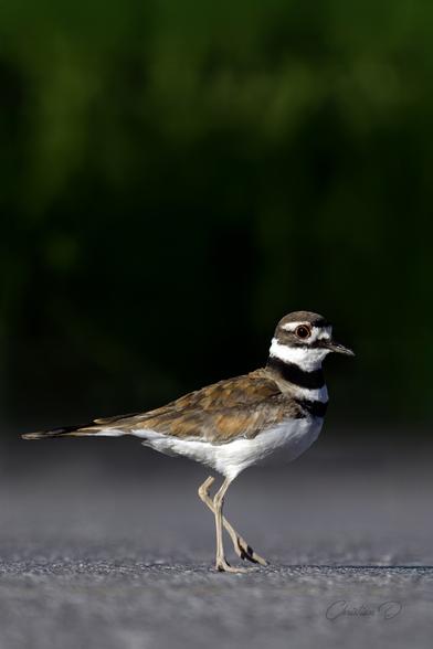 Avec son cri strident et sa course effrénée, le Pluvier kildir règne sur les rivages et les prairies. Un maître de l’esquive et de la ruse, toujours en mouvement ! (Killdeer)
