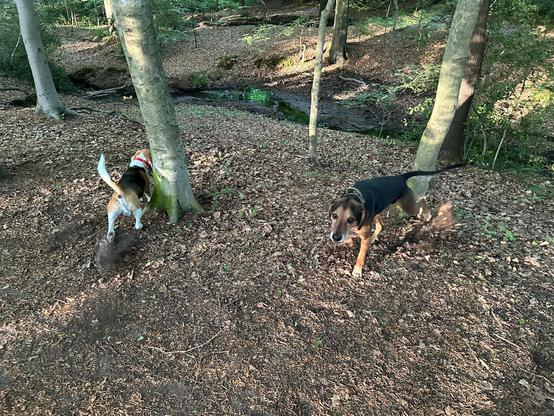 MaxBeagle von der Kamera wegblickend und Ridgeback-Dobermann-Mix Nero in die Kamera blickend, markieren den Boden mit den Pfoten im sonnigen Wald mit Buchenstämmen, braunem Laub auf dem Boden und Bach im Hintergrund.