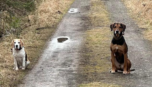 Max-Beagle und Nero sitzen einige Meter weg ohne Leine auf nassem Waldweg.
