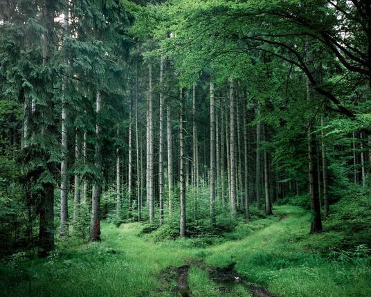 Waldstück. Fotografie von Marco Zedler