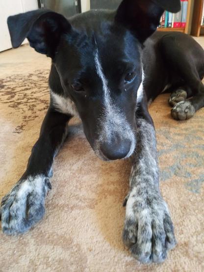 Close up of a sweet puppy, her paws and ears are oversized and she's beautiful.