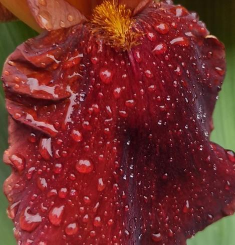 Gros plan sur un pétale d’iris couvert de gouttes de pluie. Le pétale est d’un rouge profond. Il se détache joliment sur le vert des feuilles.