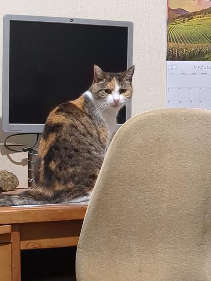 A tortie-and-white cat sits on a wooden desk, between the desk chair and the computer monitor. She is looking over her shoulder with a "what are you fussing about?" expression. The edges of papers can just be seen under her feet and tail.