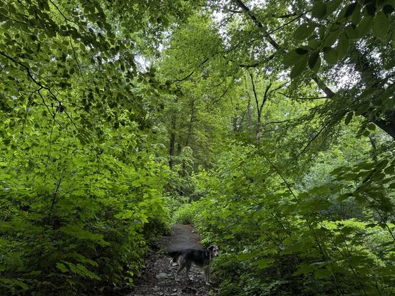 Eine üppige grüne Waldszene mit dickem Laub, das einen schmalen Weg umrahmt. Ein Hund steht auf dem Weg, umgeben von lebendigem Grün und Bäumen.