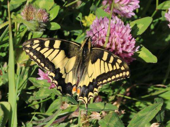 Machaon, Grand Porte-Queue
Old World Swallowtail
Papilio machaon