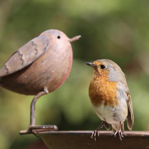 A Robin sitting on a bird feeder looking at a Robin sculpture.