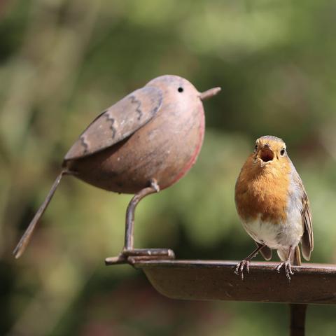 A Robin sitting on a bird feeder next to a Robin sculpture singing for quite a while.