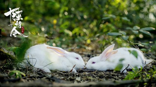 In the Cloud Recesses back hill, two white rabbits, relaxing on their bellies and facing each other, touch noses.
