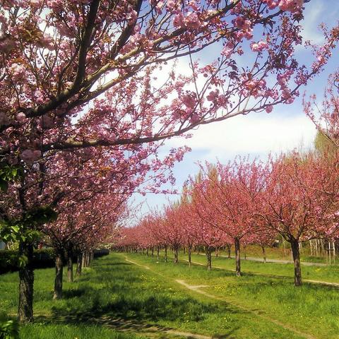 Reihenweise blühende Bäume mit dichten, rosafarbenen Blüten stehen entlang eines Graswegs unter blauem Himmel mit weißen Wolken. Die Blüten bedecken nahezu vollständig die Äste, wodurch ein farbenprächtiges Dach entsteht. Der Weg verläuft gerade durch die Baumreihe und wird von kurzen, grünen Gräsern und vereinzelten gelben Blüten gesäumt.