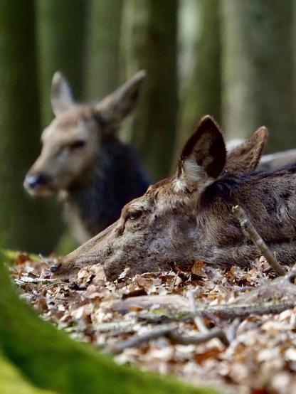 Two deer are resting on the forest floor covered with leaves. One deer is in the foreground, lying with its head down, while another deer is slightly blurred in the background. The setting is wooded, with trees visible in the background.