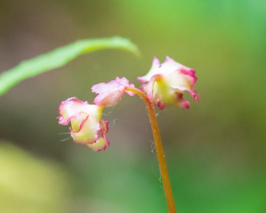 Tiny white flowers with pink petal edges. Three flowers on a slightly hairy stem, the flowers nodding, seen from the side and back.  In the background, against the green of the forest, there's part of one lance-shaped leaf of the plant next to this one.
