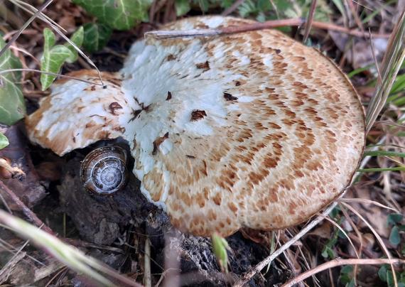 A large, round, flattish white and brown mushroom, which has a bit sticking out the side. There is a cute wee snail nestled up against it.